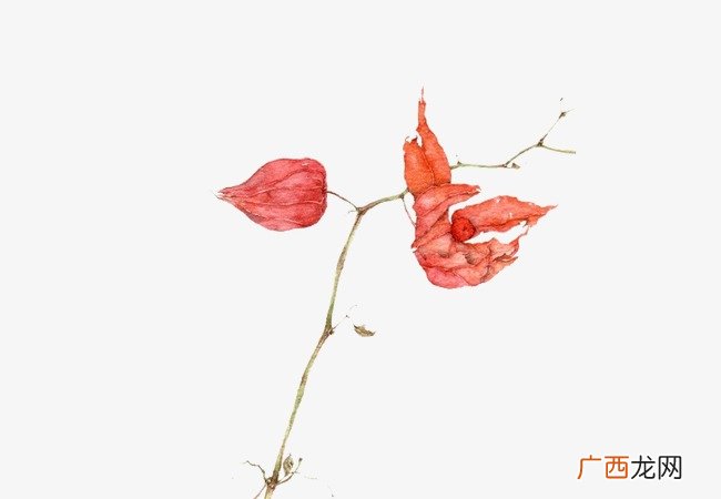 花枝是什么,花枝的养殖方法和注意事项？