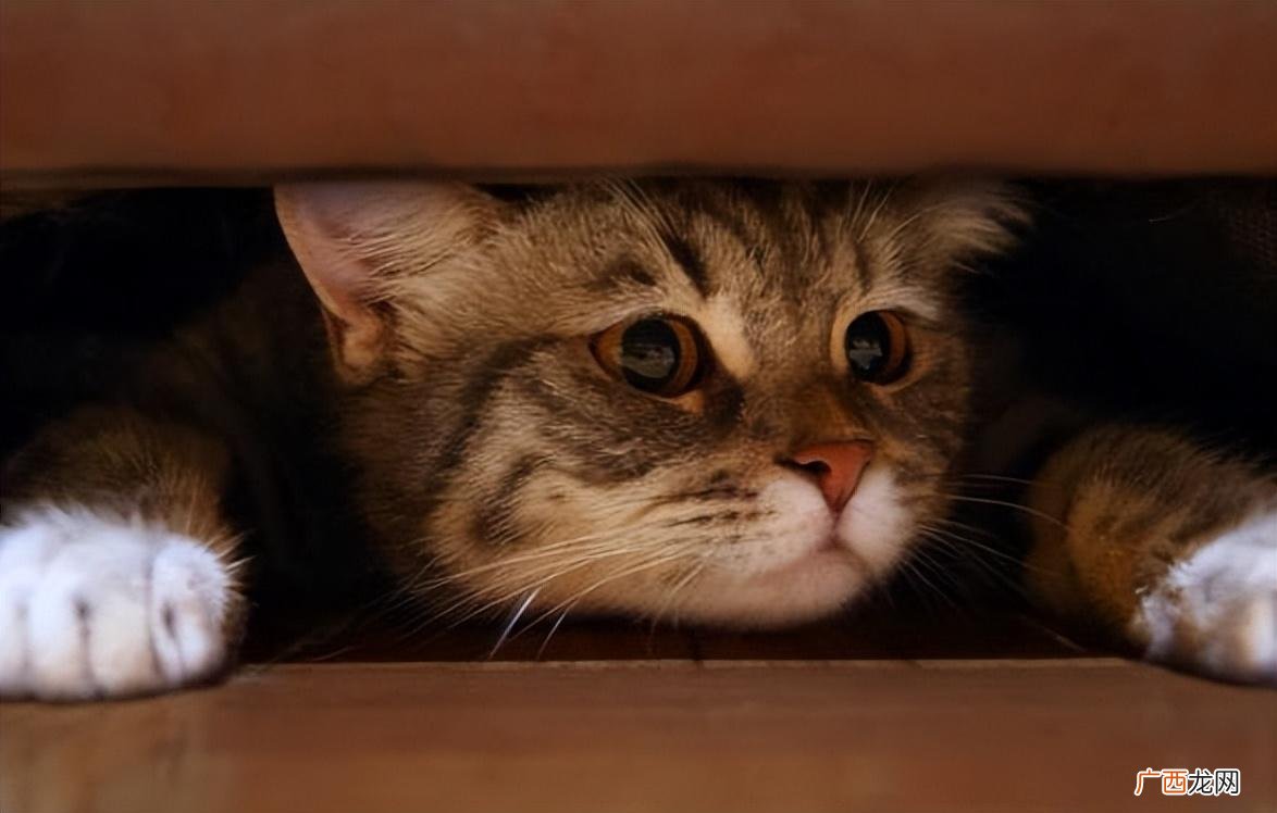 猫咪不吃饭的9大原因 猫咪一切正常就是不爱吃东西