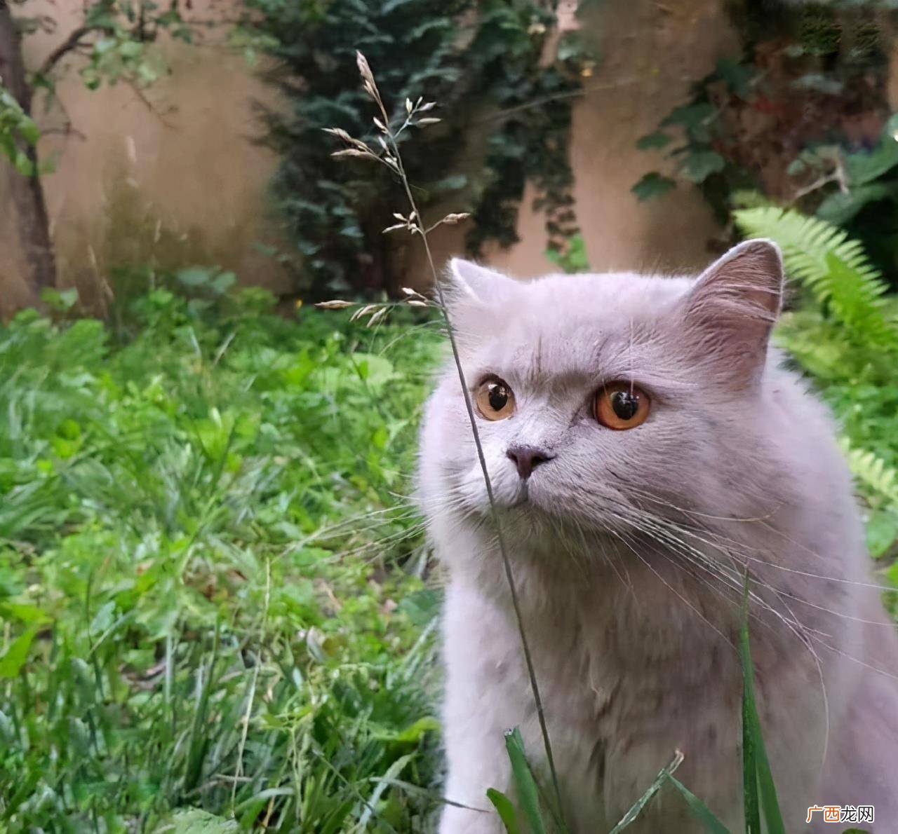 猫咪吃草怎么回事,狗狗吃草怎么办？