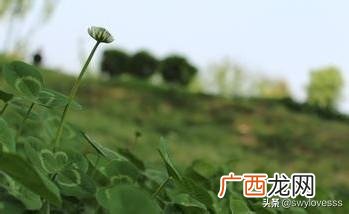 猫咪吃草怎么回事,狗狗吃草怎么办？