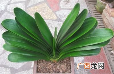 君子兰黄叶子是什么原因引起的,君子兰黄叶什么原因？