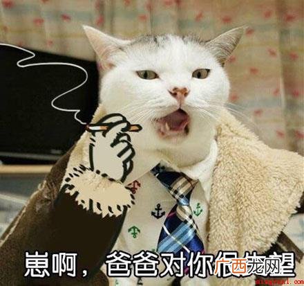 全村的希望是什么梗