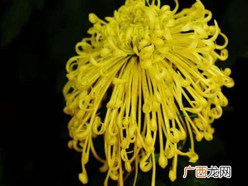 描写菊花的颜色和形态的词语,菊花形状姿态和香味怎么写？