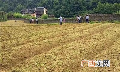 四大油料作物是哪四个,我们平时吃的葵花籽和榨油的油葵是一回事吗？