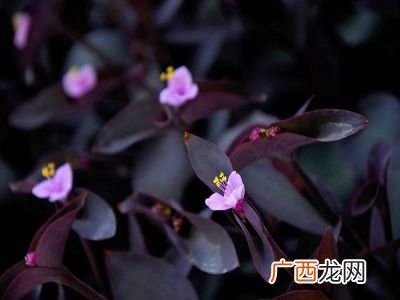 白色紫罗兰的花语是啥,百合花和紫罗兰是什么梗？
