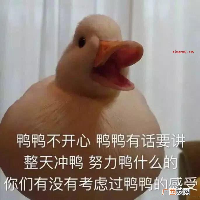 01duck不必是英语单词的谐音 duck不必是什么梗？是什么意思