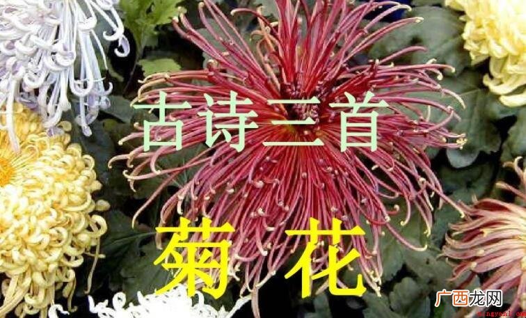 菊花古诗词表述了诗人什么之情 《菊花》古诗表达了诗人什么之情