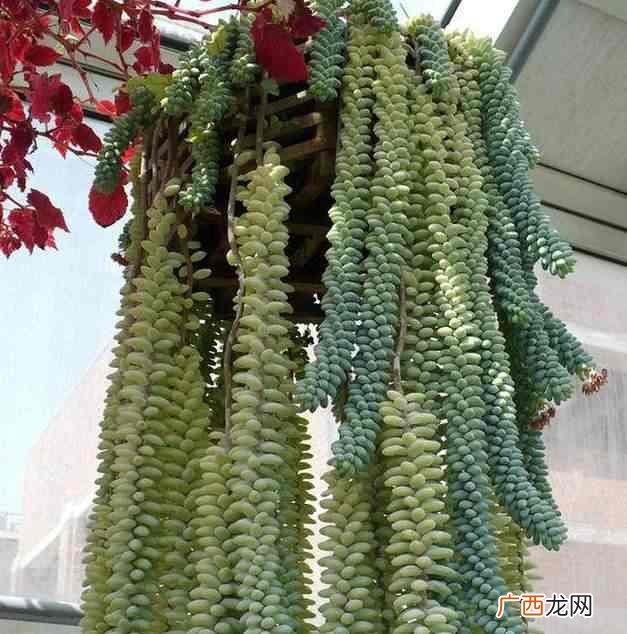 好养活玉坠垂成肉瀑布 玉坠多肉怎么养的又肥又胖又长
