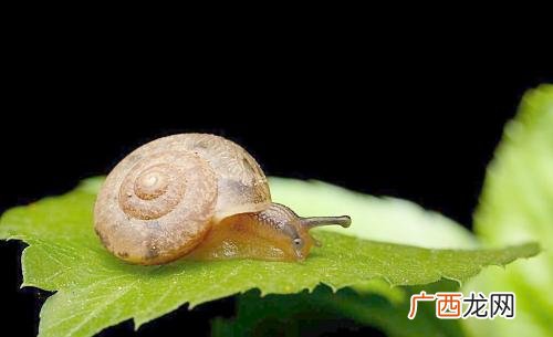 蜗牛属于昆虫还是动物,蚂蚁和蜗牛有什么不同点？