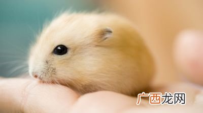 仓鼠掉毛怎么回事,我家仓鼠最近有点掉毛，怎么回事？