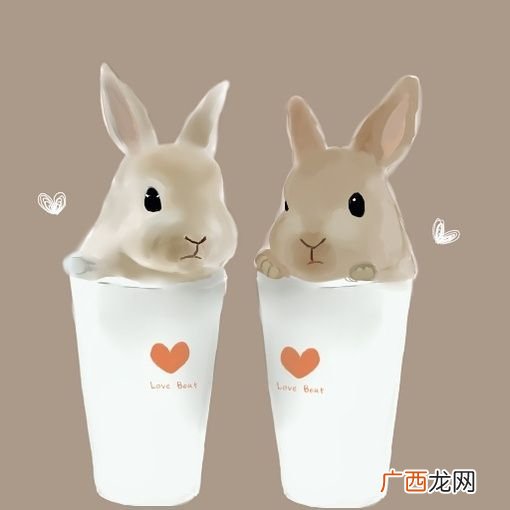 杯子兔叫什么兔子,茶杯兔长多大？