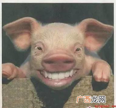 形容笑声的网络语 笑出猪叫是什么意思
