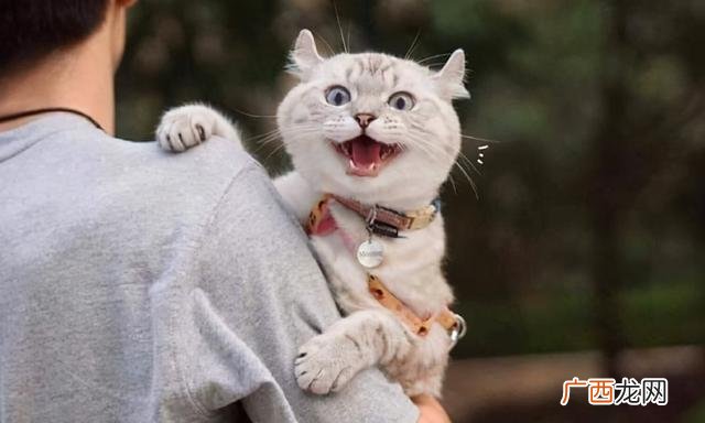 养猫的好处和坏处,大猫有什么好处和坏处？