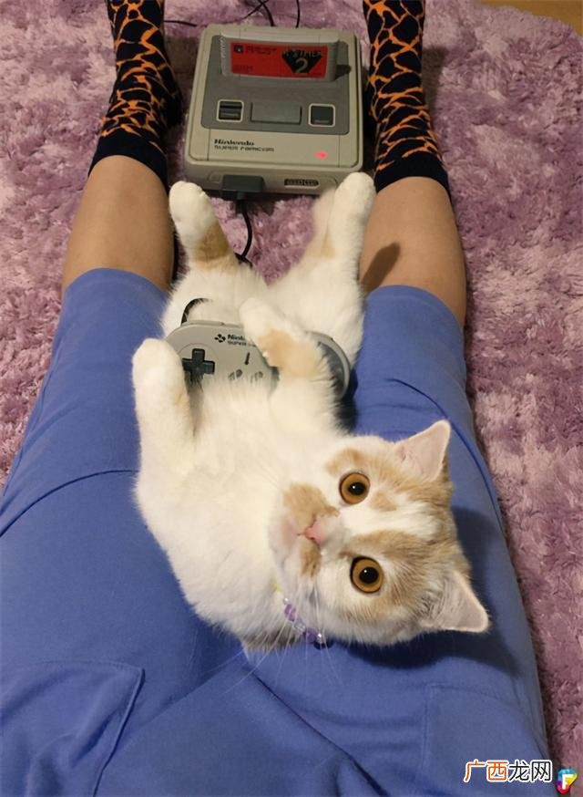 养猫的好处和坏处,大猫有什么好处和坏处？