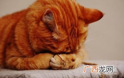 养猫的好处和坏处,大猫有什么好处和坏处？