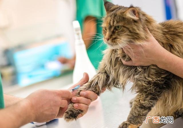 养猫的好处和坏处,大猫有什么好处和坏处？
