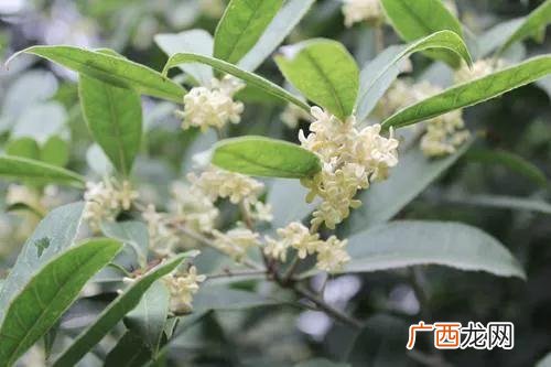 葳蕤怎么读,葳蕤蓬勃的时代什么意思？