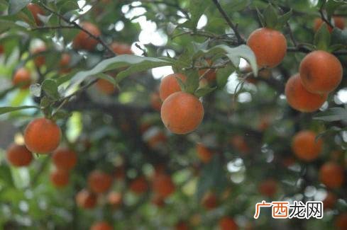 如何认识金弹子树,金弹子大叶子好还是小叶子好？