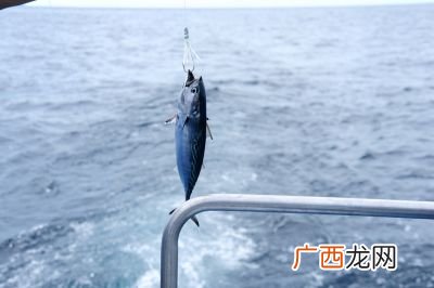深海钓鱼用什么,海底鱼怎么钓？