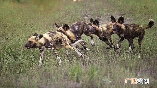 非洲野犬与鬣狗的区别,鬣狗为什么怕野狗？