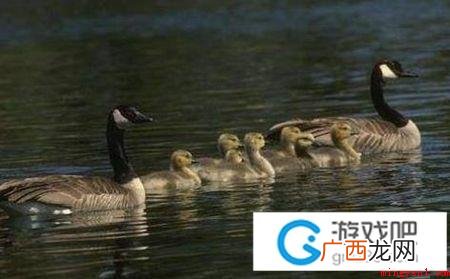划水是什么意思 网络上非常见的划水 划水意思、出处、含义是什么意思