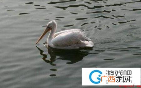 划水是什么意思 网络上非常见的划水 划水意思、出处、含义是什么意思