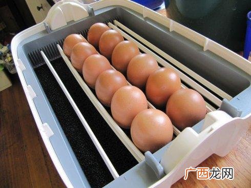 怎么孵小鸡最简单,人工孵小鸡的方法?