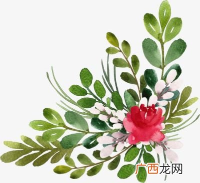绿色叶子花有哪些,像绿色叶子一样的蝴蝶是什么品种？