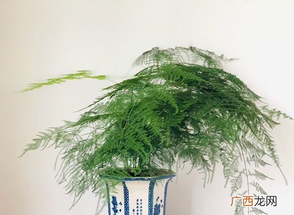 文竹怎么繁殖,文竹怎么扦插生根最快？