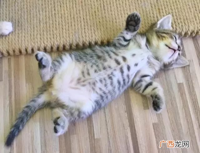 小猫怎么睡觉,猫咪冬天的时候，如何让它上床睡觉？
