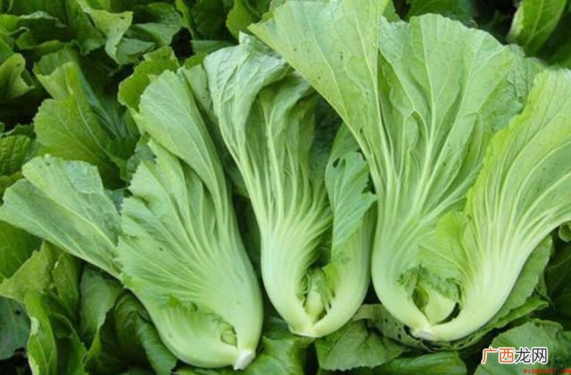 芥菜这类蔬菜水果,大伙儿平常吃的多吗? 芥菜是什么季节的菜