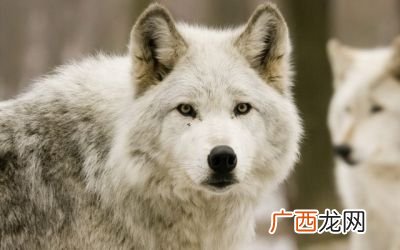 狼有哪些品种,狼共有多少种类啊？