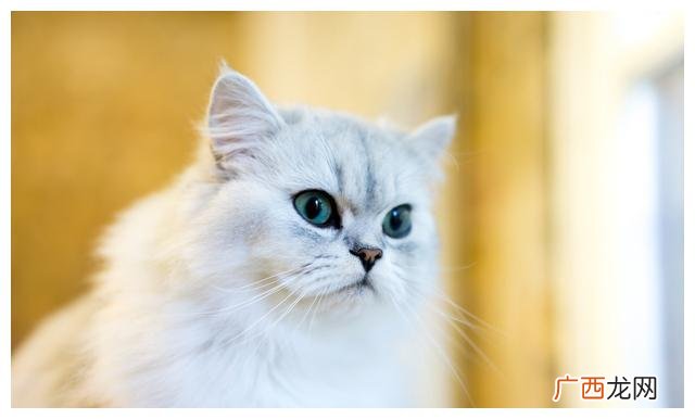 波斯猫有几种颜色,刚出生的灰波斯猫长什么样子？