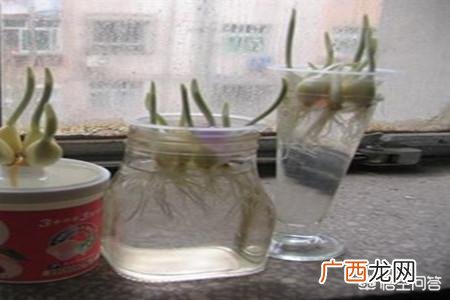 大蒜发芽怎么办,发芽的大蒜怎么办？