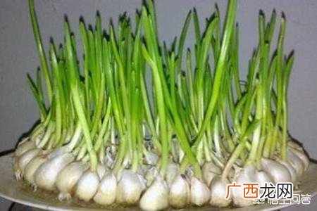 大蒜发芽怎么办,发芽的大蒜怎么办？
