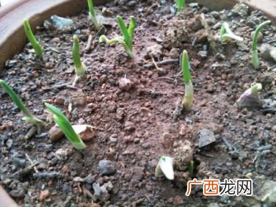 大蒜发芽怎么办,发芽的大蒜怎么办？