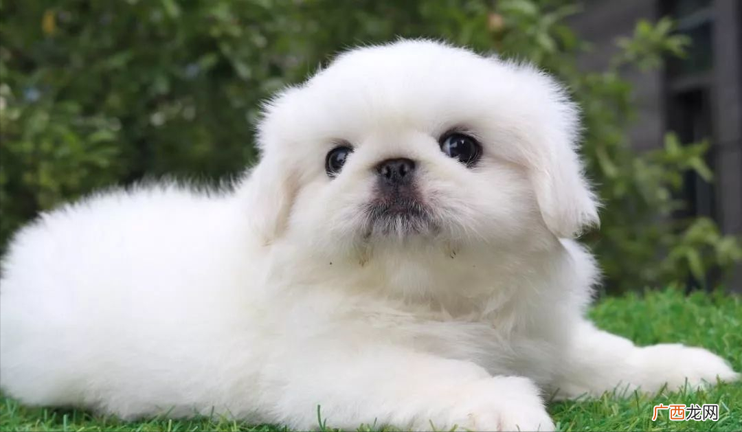 京巴犬适合养吗 京巴犬多少钱一只