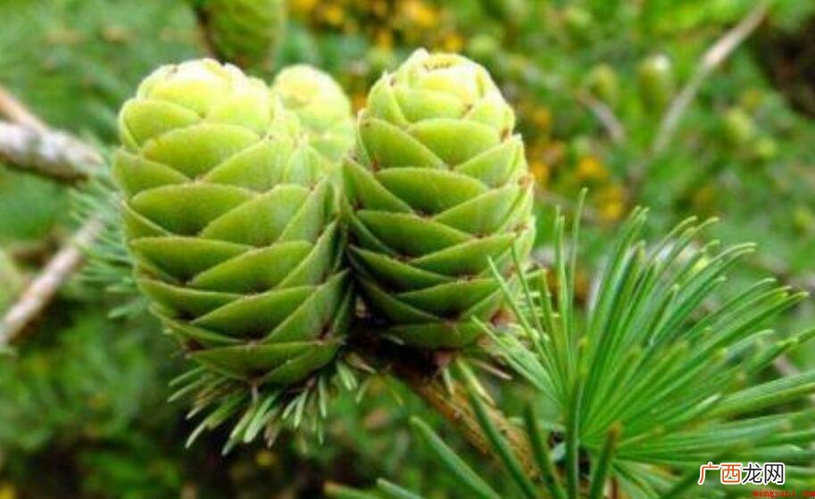 裸子植物有果子吗 裸子植物有果实吗