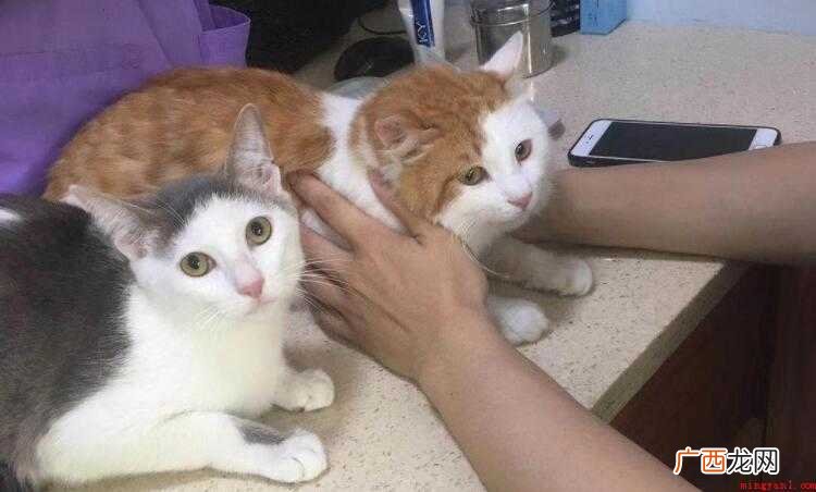 猫打疫苗间隔21天和28区别是什么