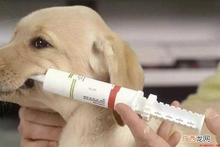 狗狗疫苗针与狂犬疫苗能一起打吗