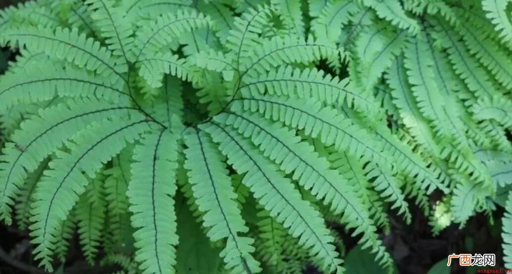 裸子植物最充足的国家是哪个 裸子植物最丰富的国家是哪个