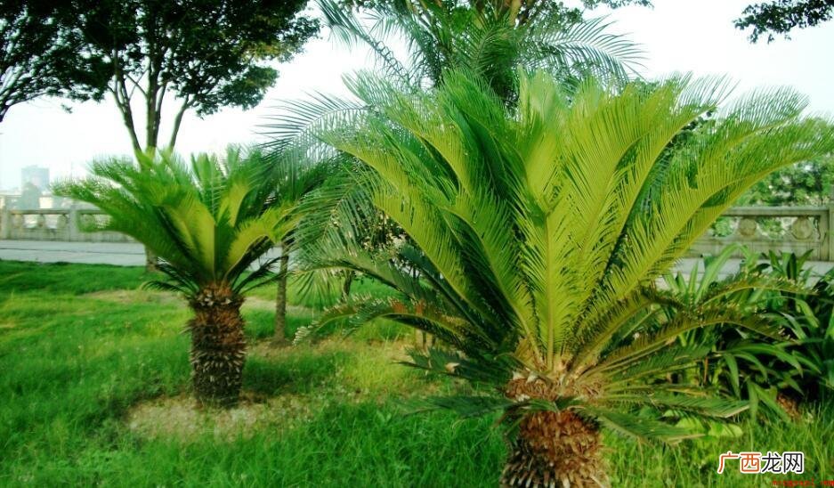 裸子植物到底有没有花_宠物频道 裸子植物究竟有没有花