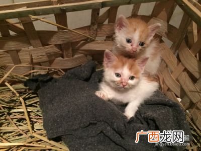 猫咪怎么分公母,小猫咪怎样分辨公母？