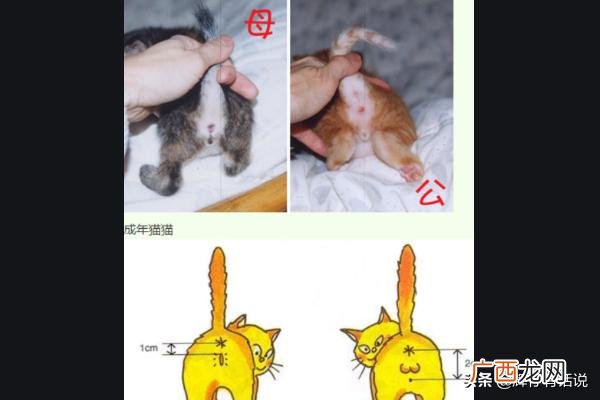 猫咪怎么分公母,小猫咪怎样分辨公母？