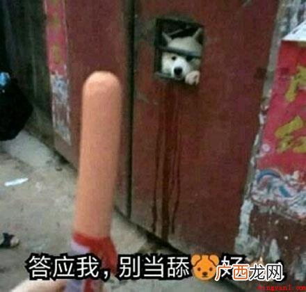 舔狗是什么意思？
