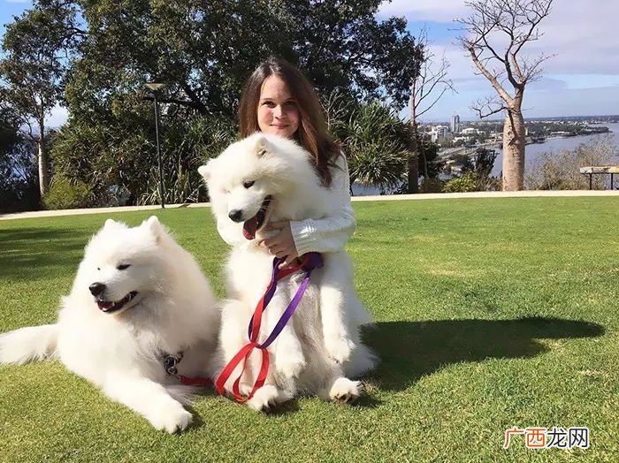 纯种萨摩耶有哪些优点 萨摩耶是大型犬还是中型犬