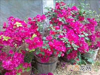 三角梅的花期是多少天,三角梅开花时间和方法？
