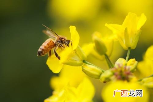 蜜蜂是如何采蜜的,蜜蜂为什么采蜜？