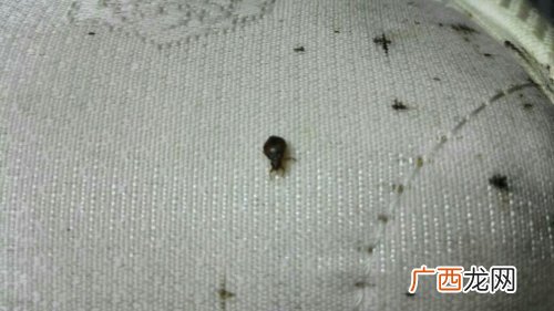 床上常见的虫子,床上有肉眼可见的爬的小虫子？
