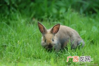 养兔子怎么找销路,我想在家养殖兔子，不知道怎么找销路？也没经验怎么办？